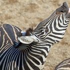 Zebras haben immer gute Laune