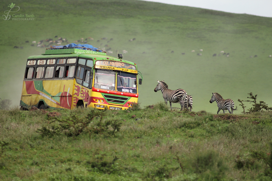 Zebras haben Vorfahrt