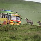 Zebras haben Vorfahrt