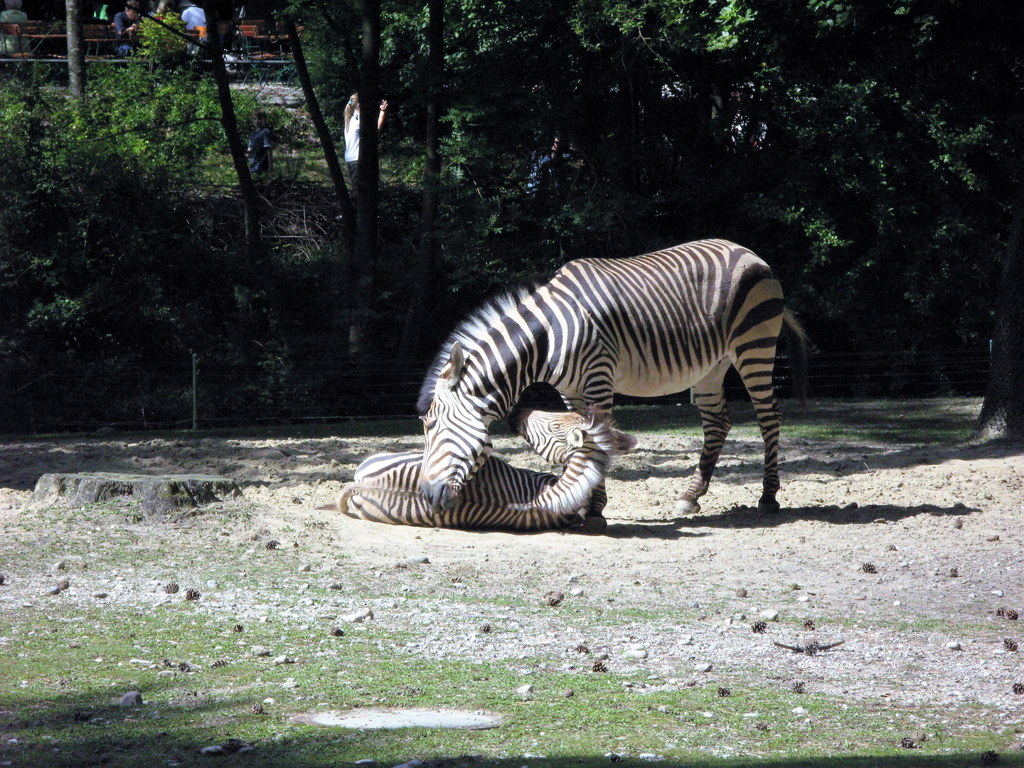 Zebras - Hellabrun