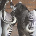 Zebras I