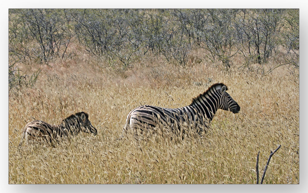 Zebras - ich mag sie