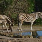 Zebras III