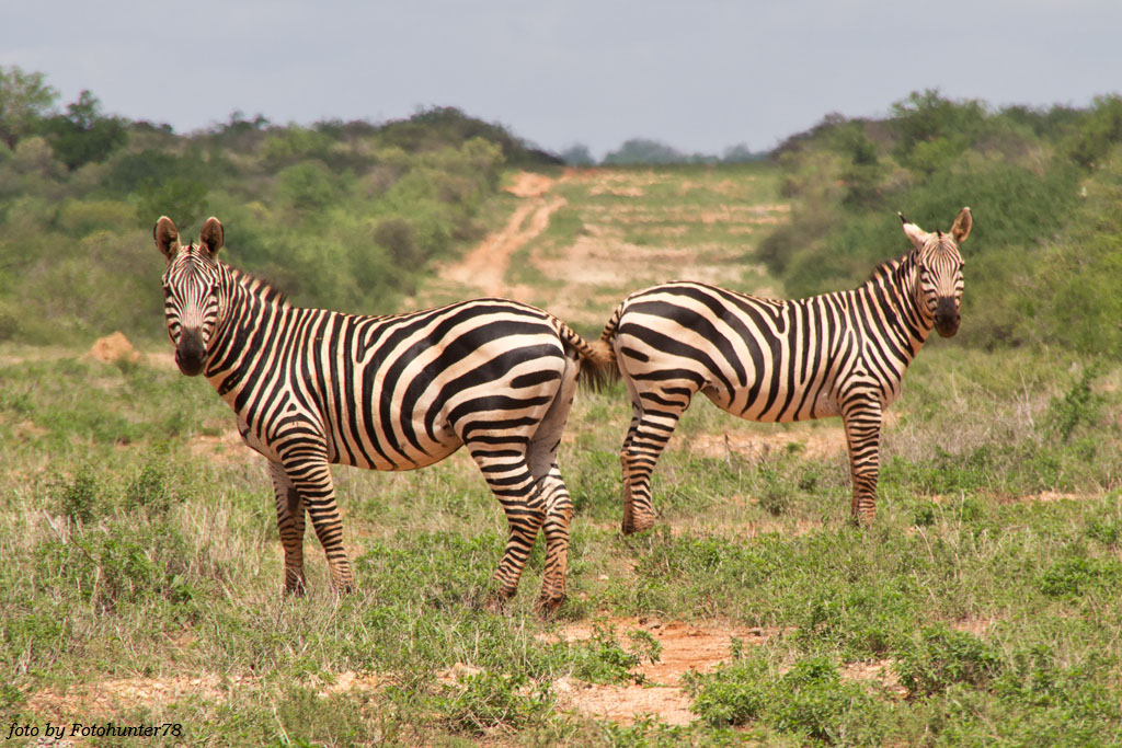 Zebras im