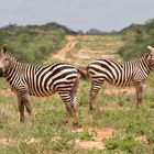Zebras im