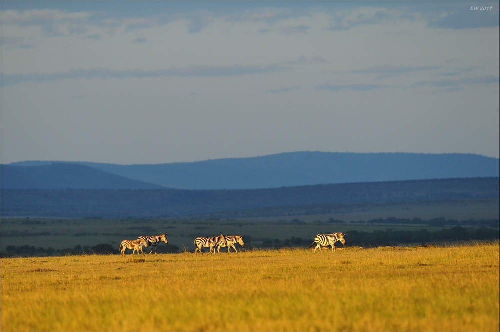 Zebras im Abendlicht