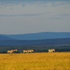 Zebras im Abendlicht