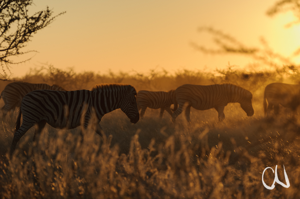 Zebras im Abendlicht