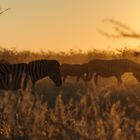 Zebras im Abendlicht