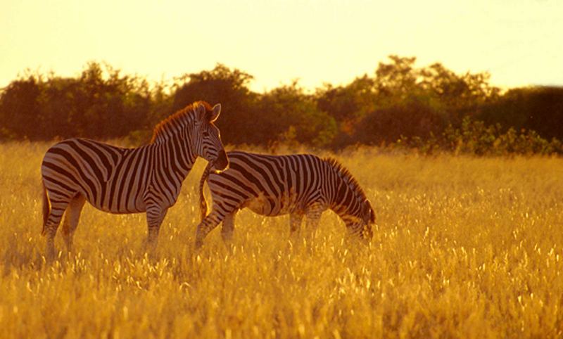 Zebras im Abendlicht