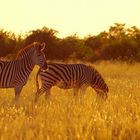 Zebras im Abendlicht