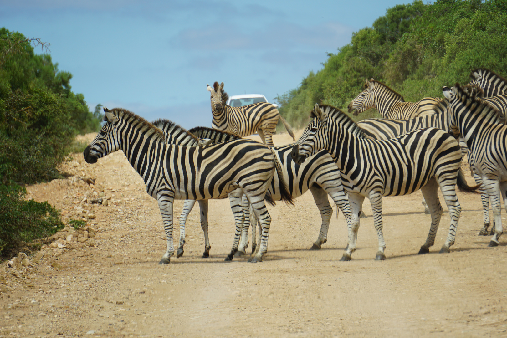 Zebras im Addo Elephant Park