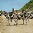 Zebras im Addo Elephant Park