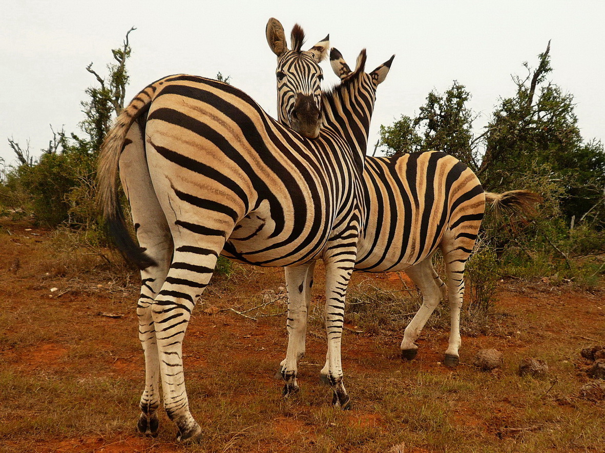 Zebras im Addo Nationalpark in Südafrika