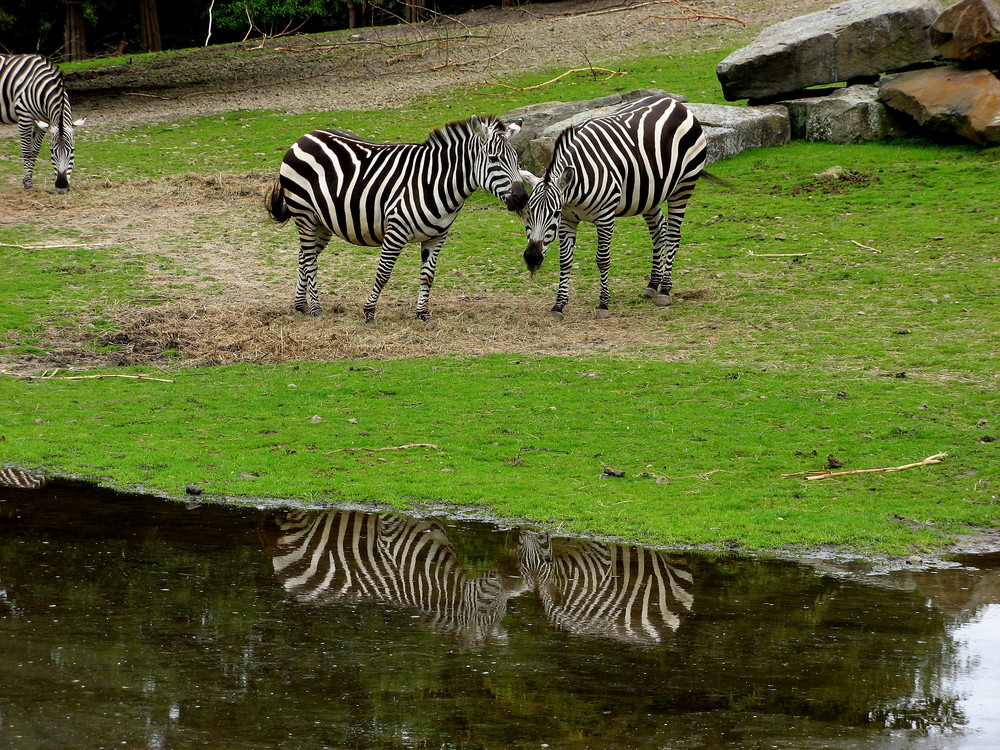 Zebras im Allwetterzoo Münster