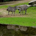 Zebras im Allwetterzoo Münster