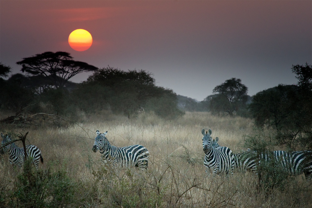 Zebras im Amboseli NP