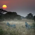 Zebras im Amboseli NP