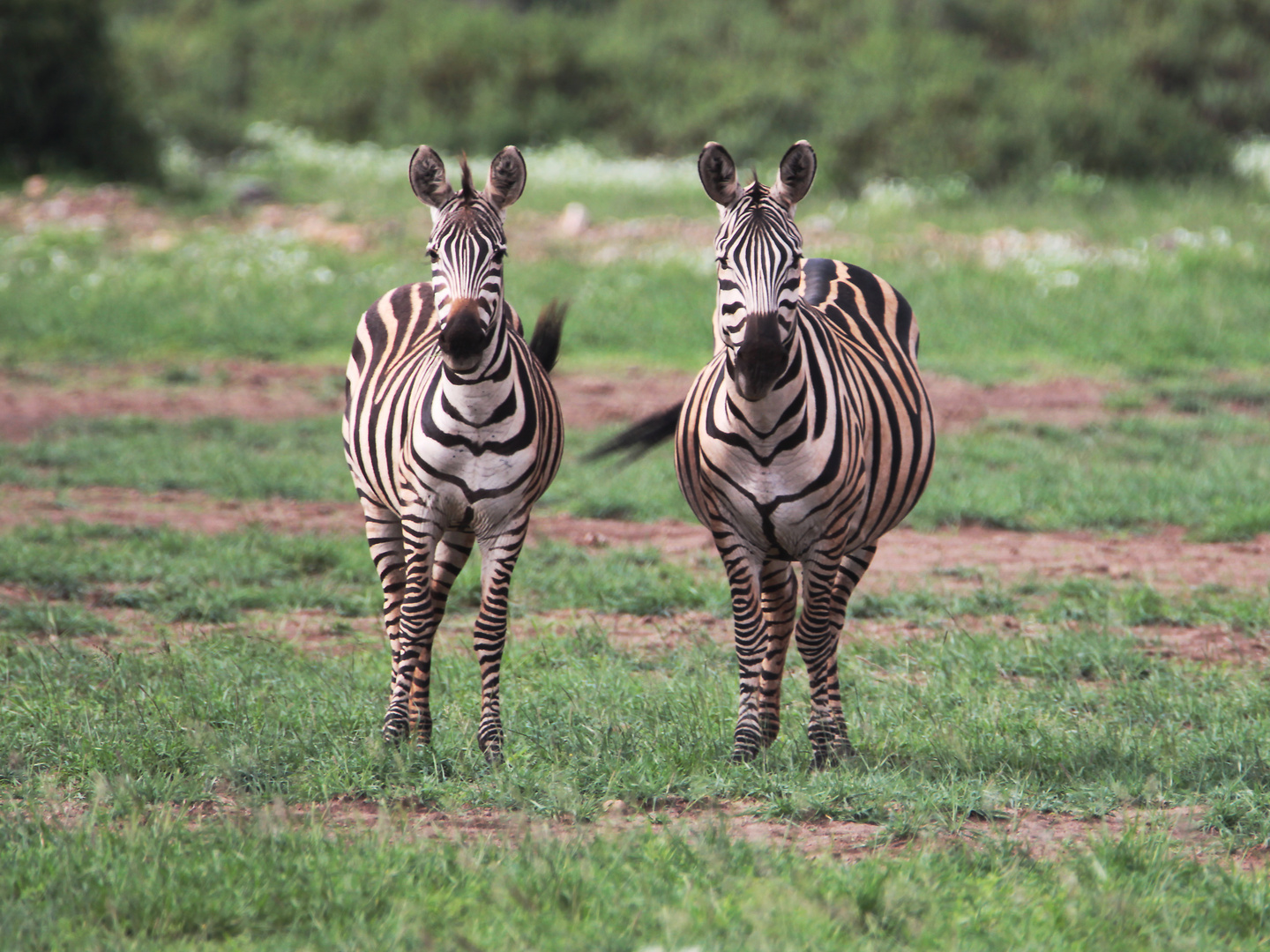 Zebras im Ambroseli-Nationalpark, Kenia