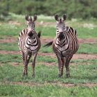 Zebras im Ambroseli-Nationalpark, Kenia