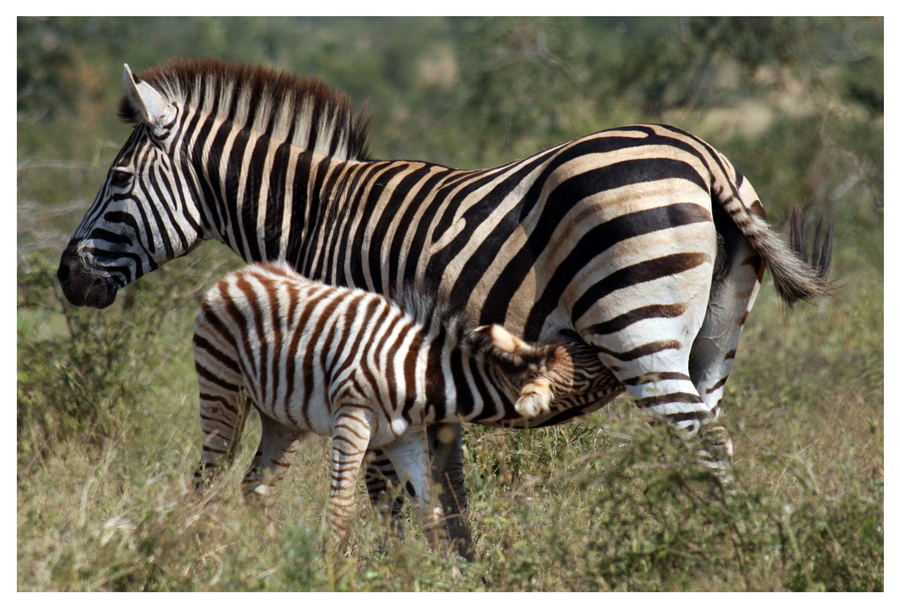 Zebras im Busch