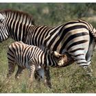 Zebras im Busch