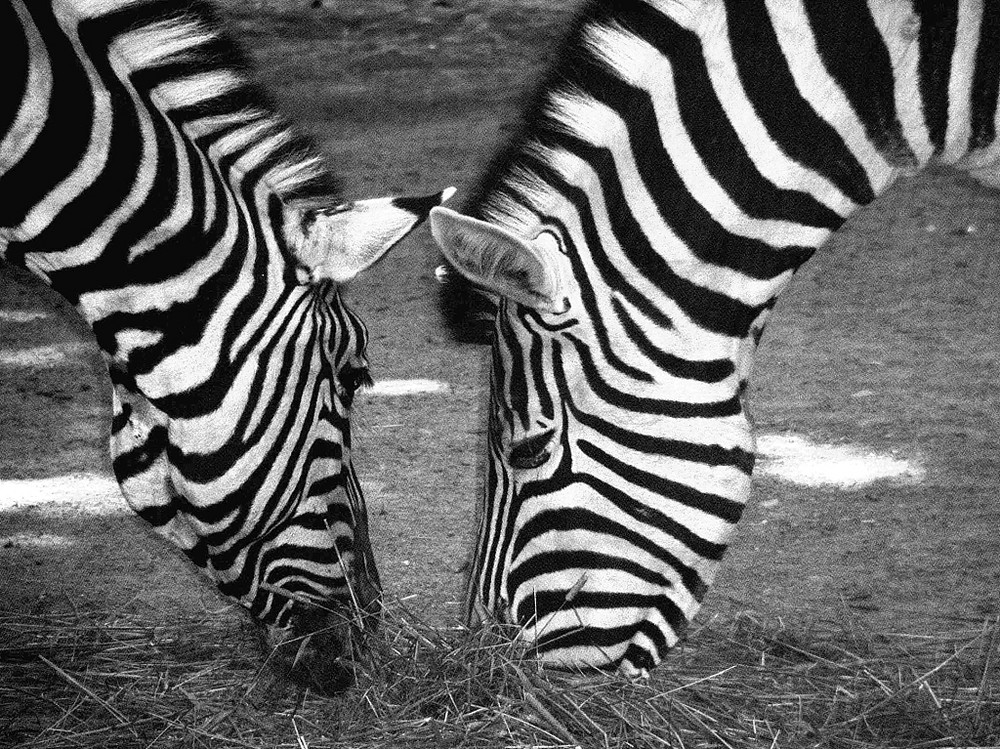 Zebras im Dämmerlicht - Take one