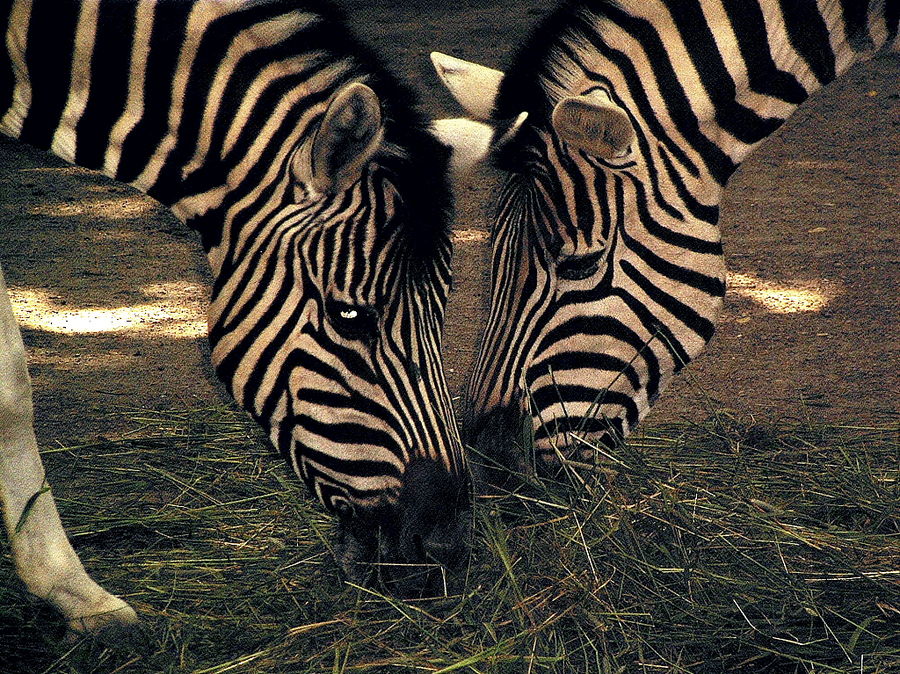 Zebras im Dämmerlicht - Take two