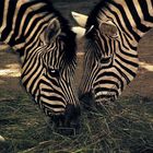 Zebras im Dämmerlicht - Take two