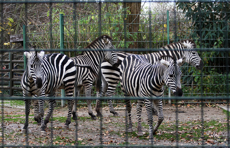 Zebras im Dortmunder Zoo