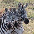 Zebra's im Dreierpack