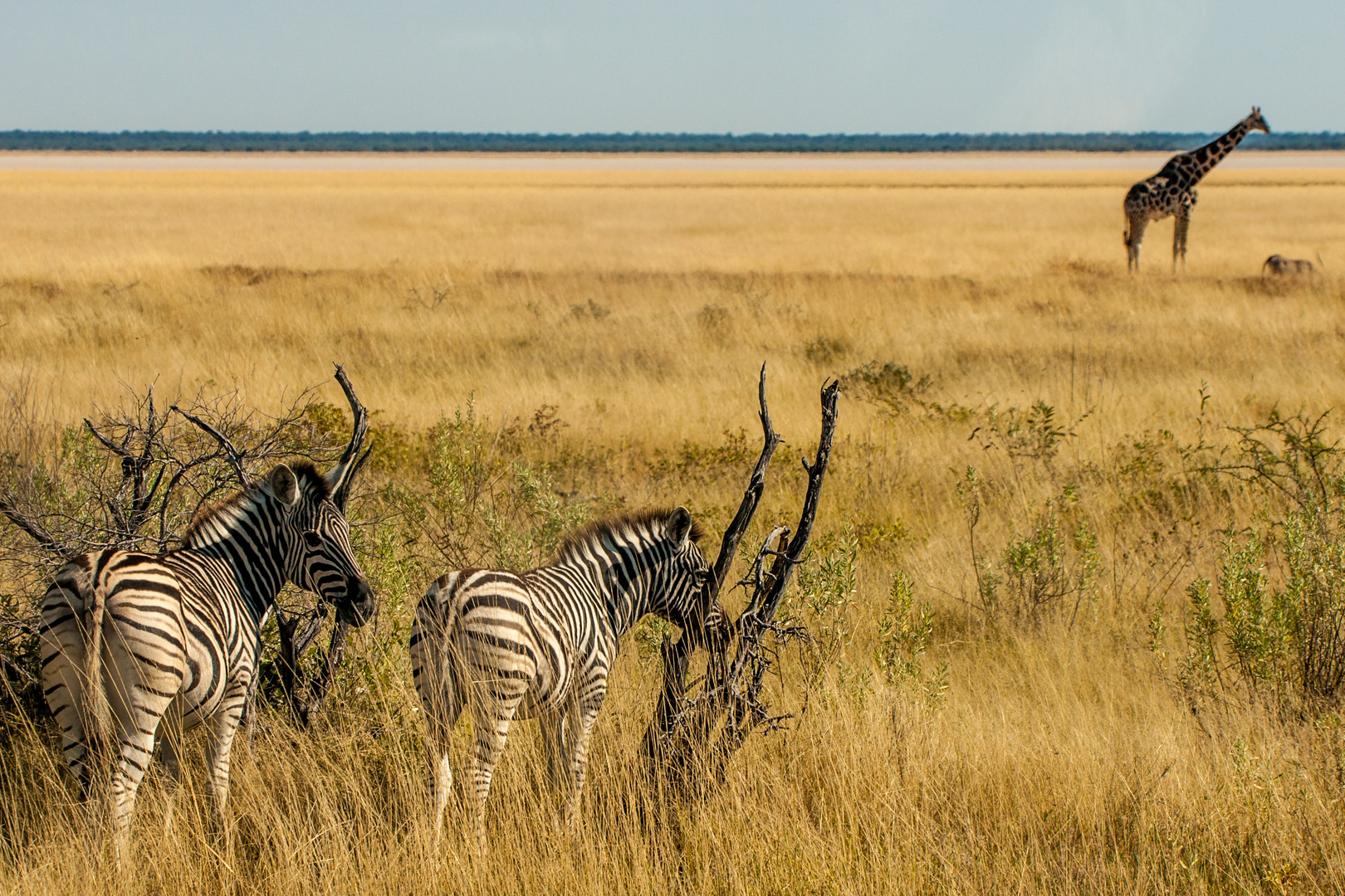 Zebras im Etoscha Nationalpark