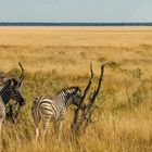 Zebras im Etoscha Nationalpark