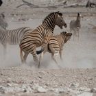 Zebras im Etoscha NP