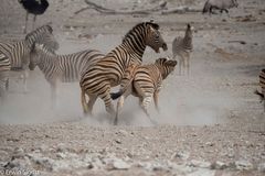 Zebras im Etoscha NP