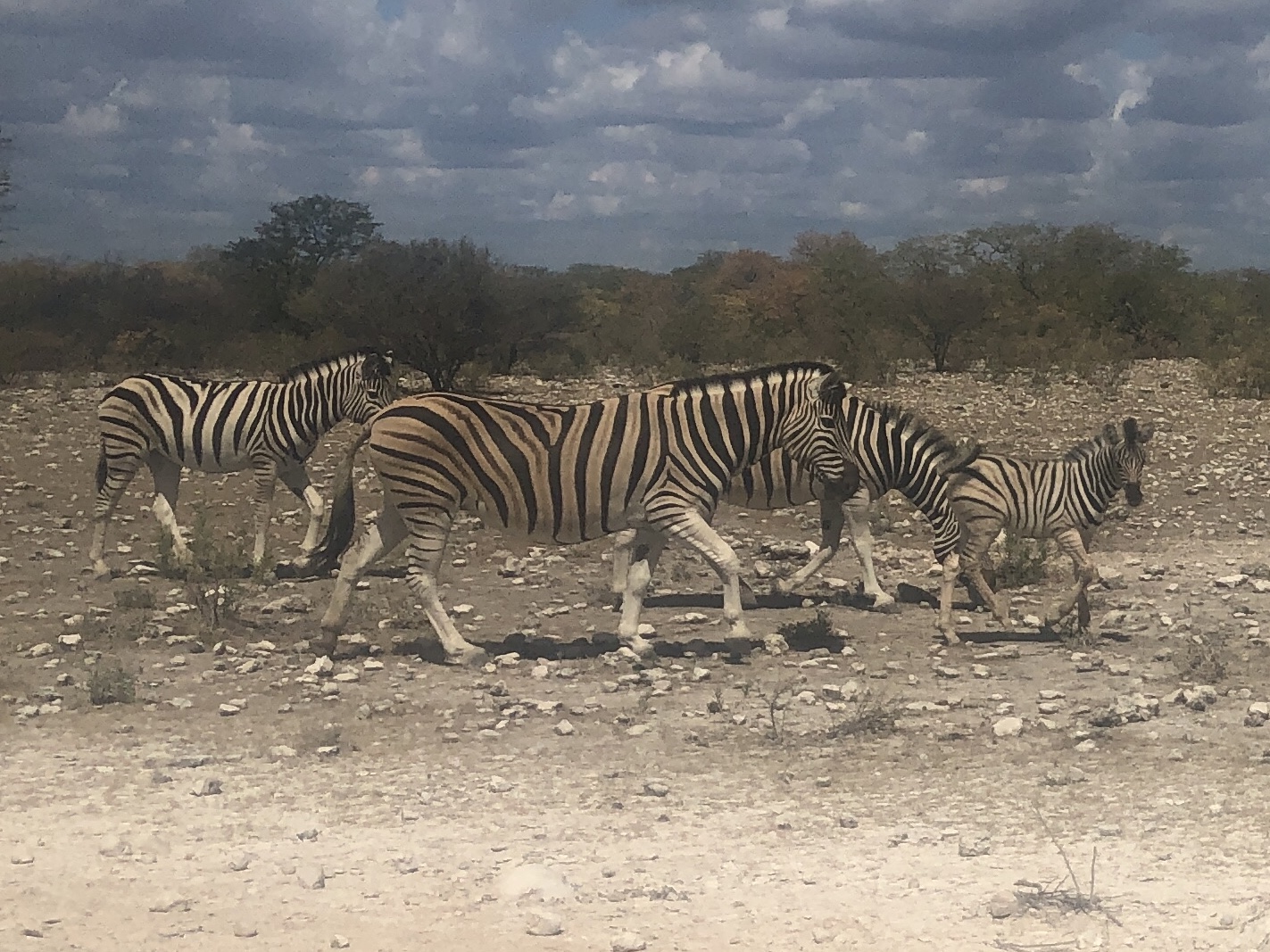 Zebras im Etosha