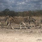 Zebras im Etosha