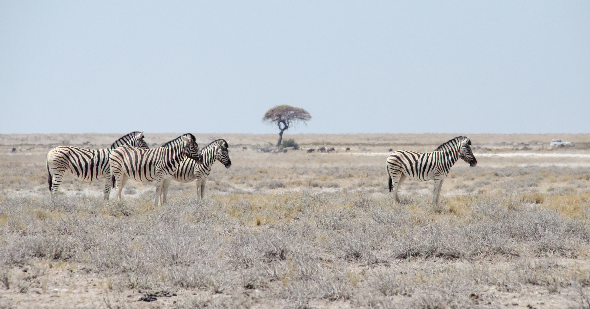 Zebras im Etosha