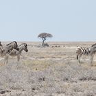 Zebras im Etosha