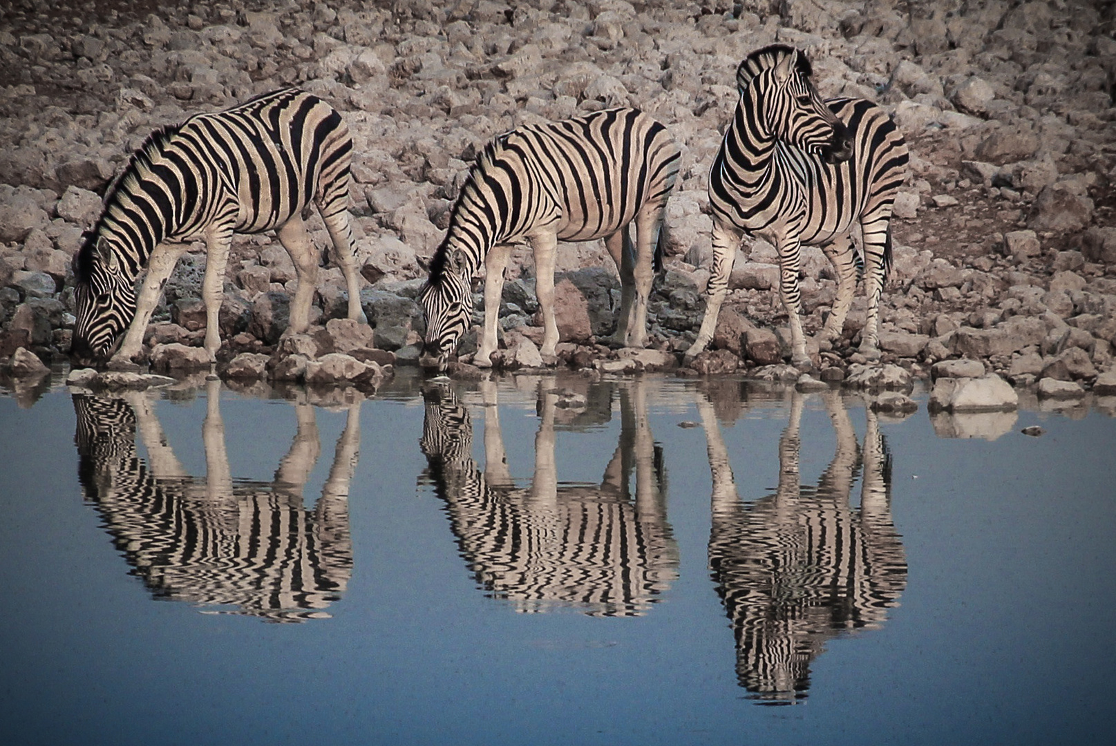 Zebras im Etosha-Nationalpark 2