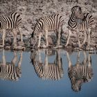 Zebras im Etosha-Nationalpark 2