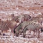 Zebras im Etosha Nationalpark