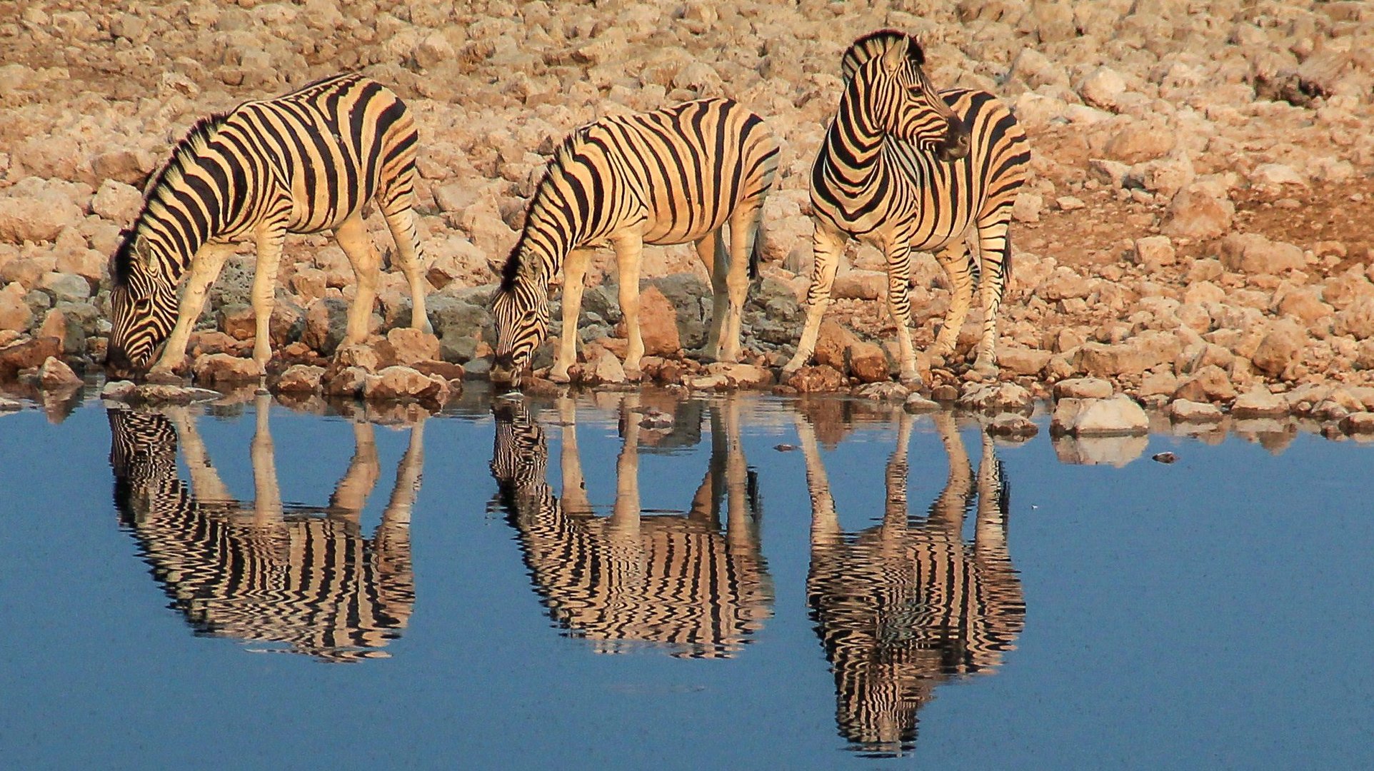 Zebras im Etosha Nationalpark