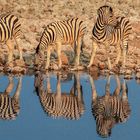 Zebras im Etosha Nationalpark