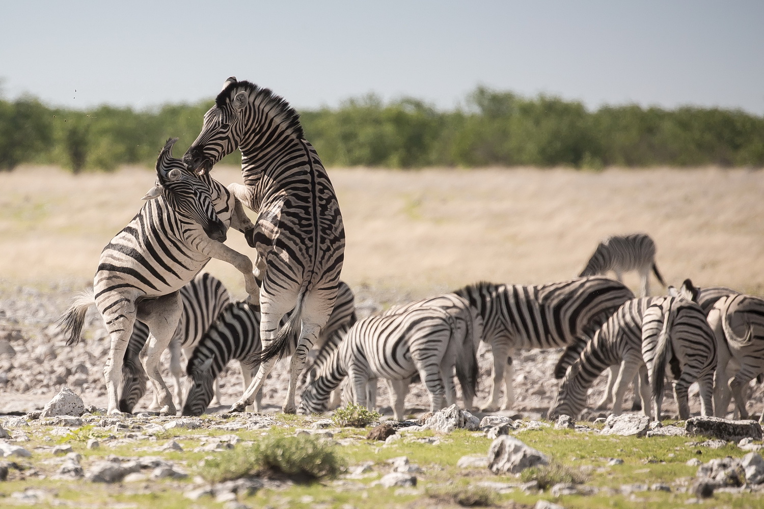 Zebras im Etosha-Nationalpark