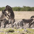 Zebras im Etosha-Nationalpark