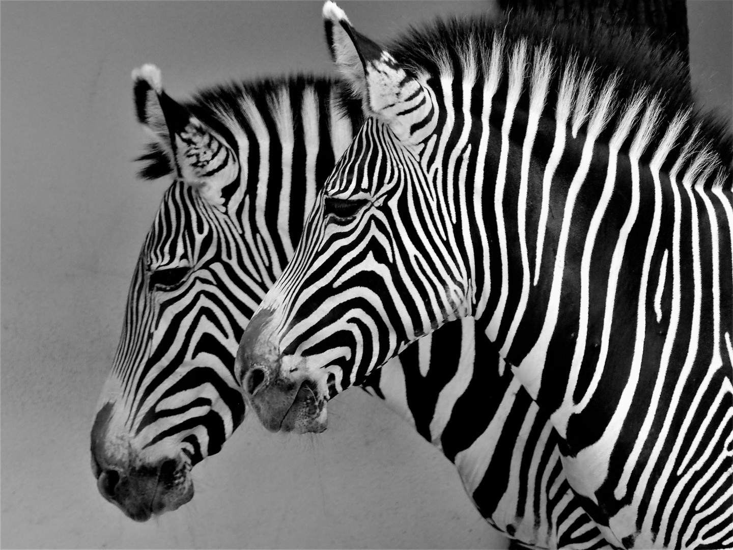 Zebras im Frankfurter Zoo