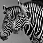 Zebras im Frankfurter Zoo