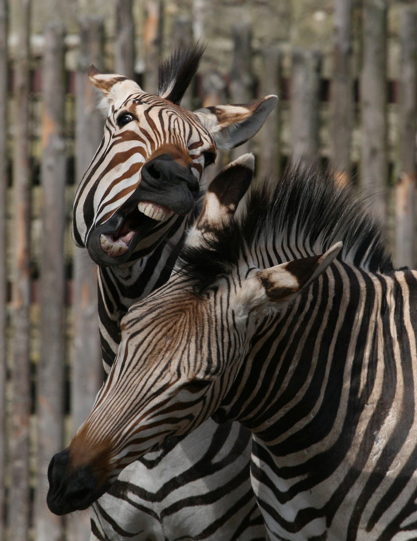 Zebras im "Frühling" 1