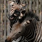 Zebras im "Frühling" 1
